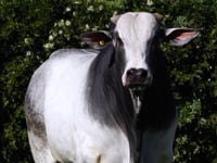Lote 94