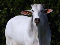 Lote 103