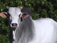 Lote 92