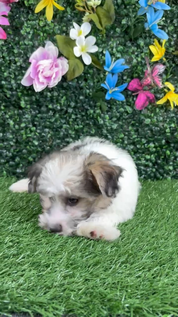Male Morkie puppy named Coconut for sale at Puppy Dreams - Wichita West. video thumbnail