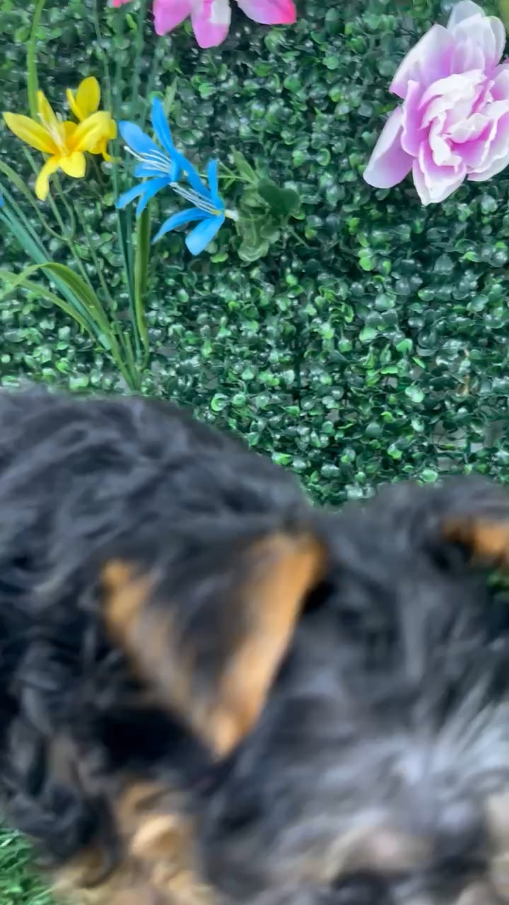 Male Yorkie puppy named Frijole for sale at Puppy Dreams - Wichita West. video thumbnail
