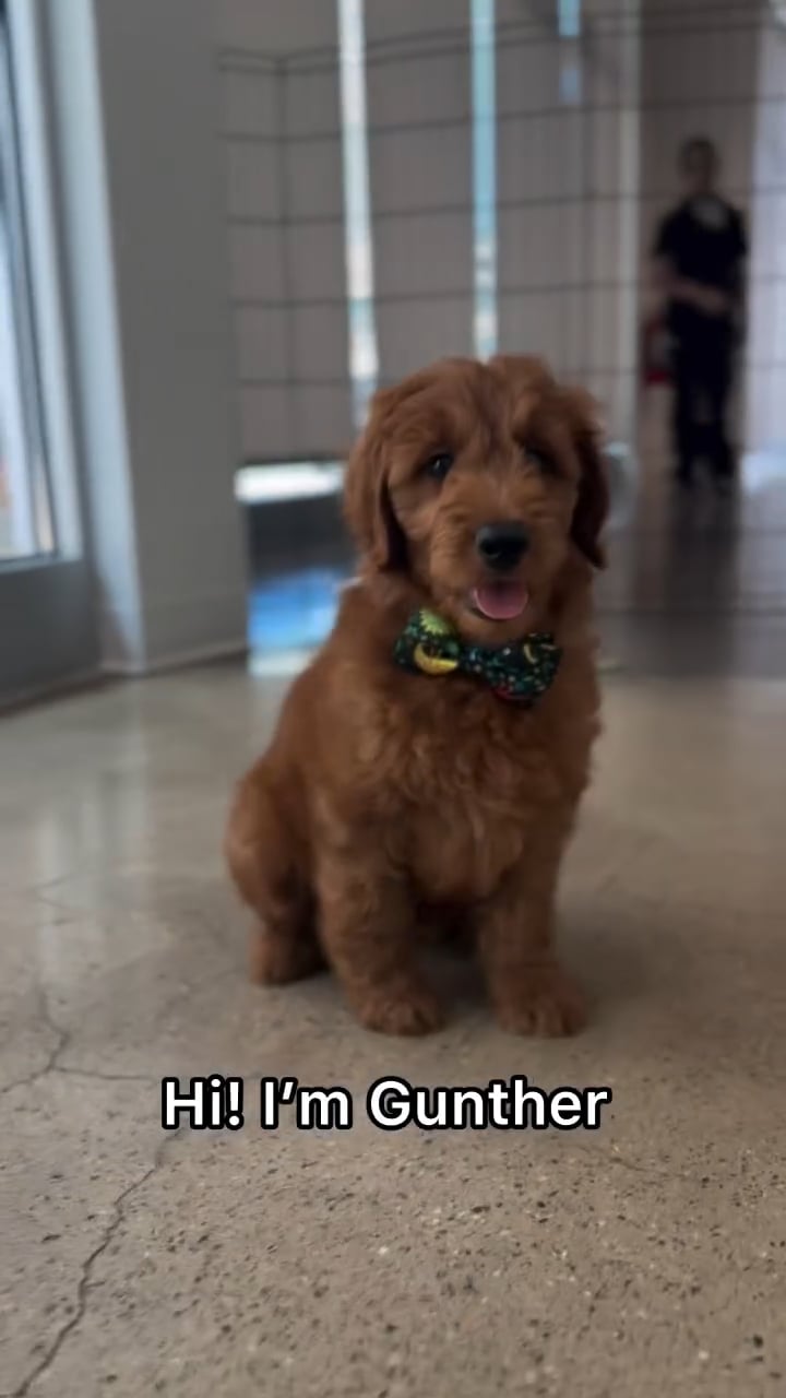 Male Mini Goldendoodle 2Nd Gen puppy named Gunther for sale at The Puppy Palace CT. video thumbnail