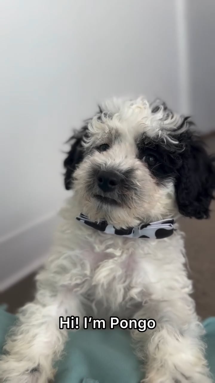 Male Mini Poodle puppy named Pongo for sale at The Puppy Palace CT. video thumbnail