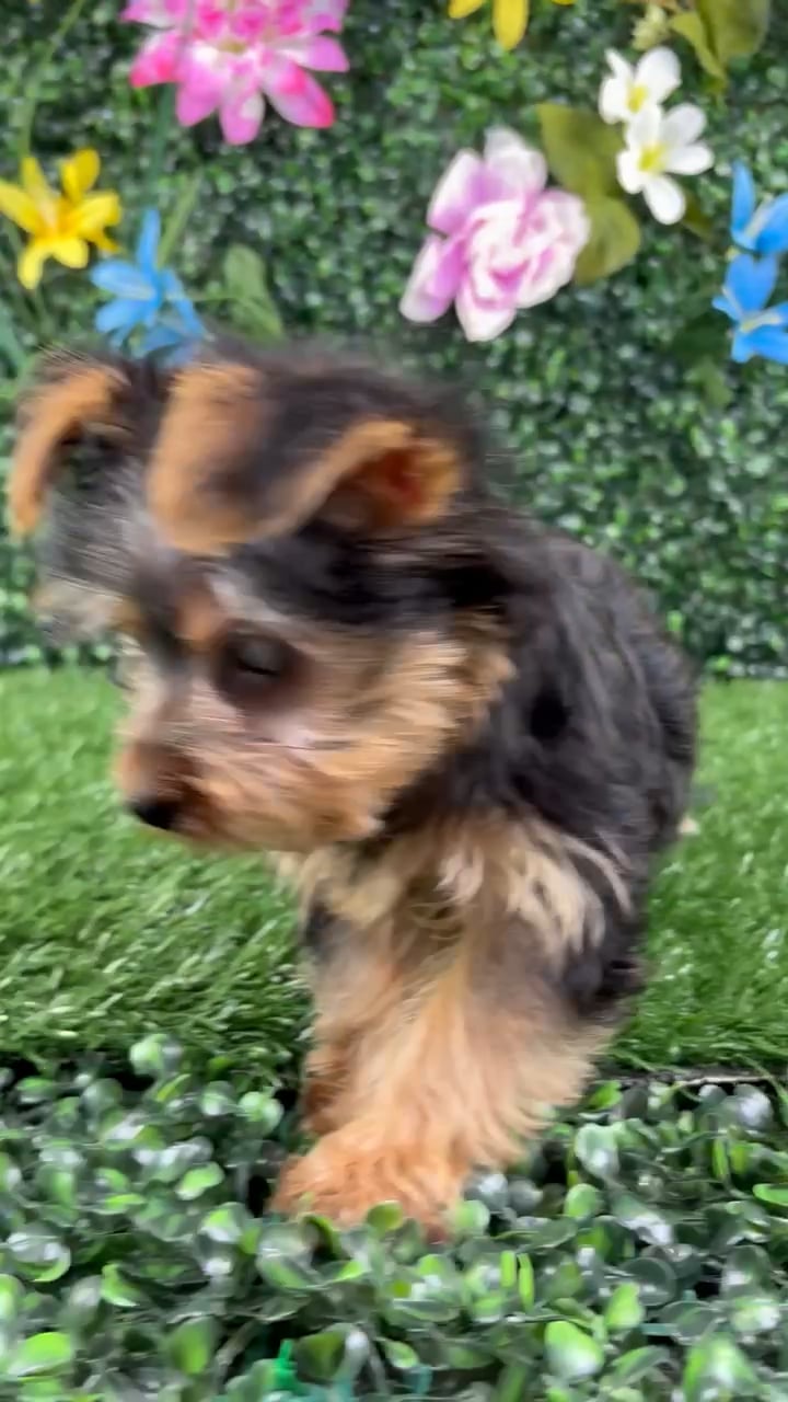 Male Yorkie puppy named Fajita for sale at Puppy Dreams - Wichita West. video thumbnail