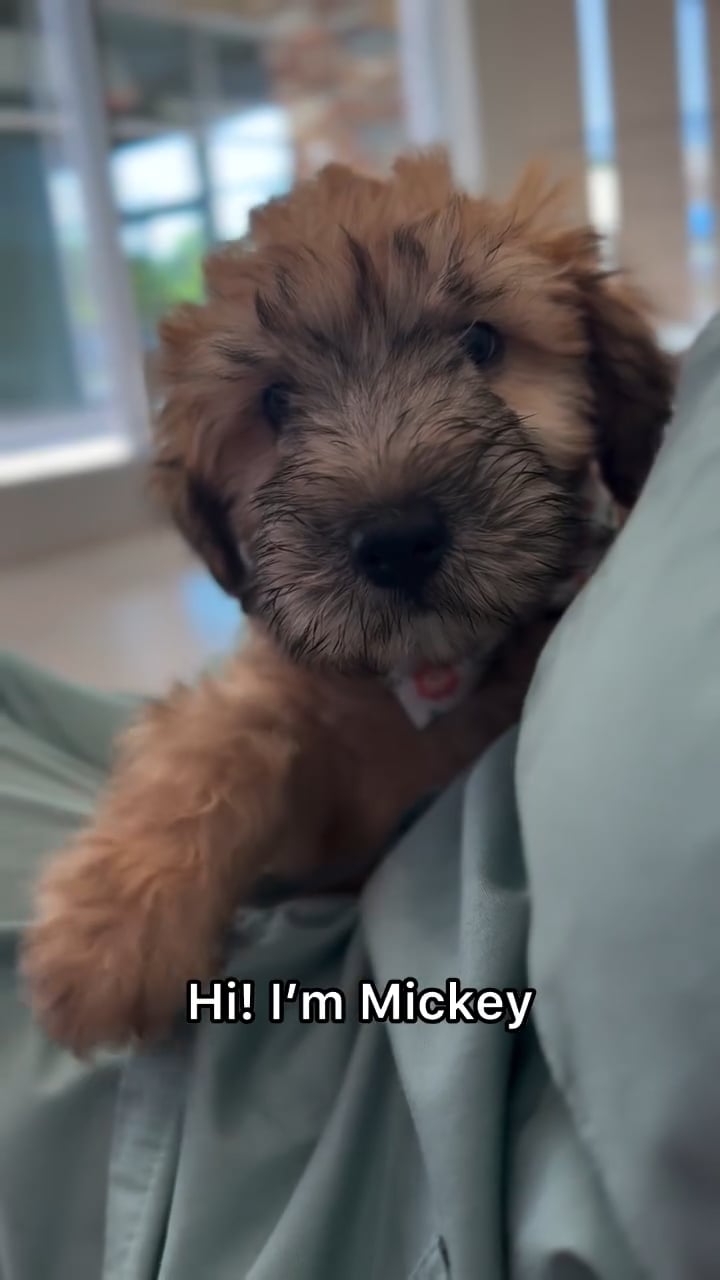 Male Soft Coated Wheaten Terrier puppy named Mickey for sale at The Puppy Palace CT. video thumbnail
