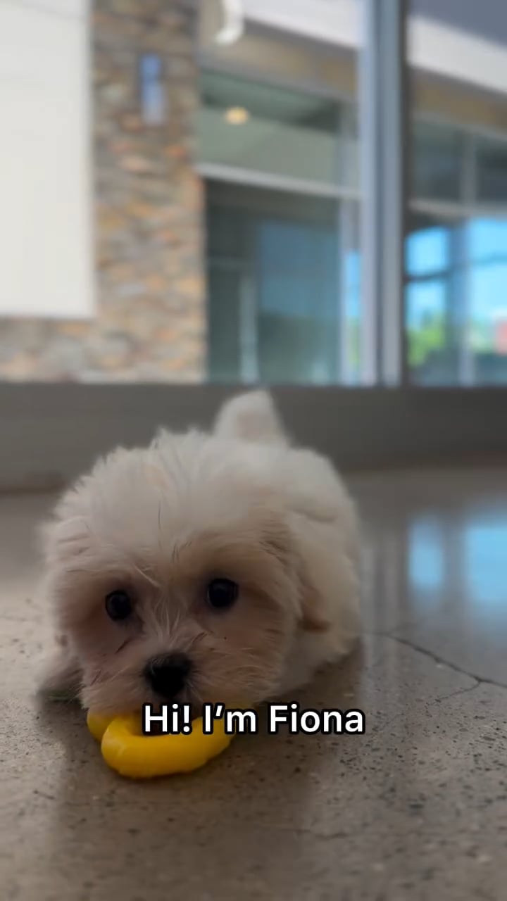 Female Teddy Bear puppy named Fiona for sale at The Puppy Palace CT. video thumbnail