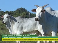 Lote 27
