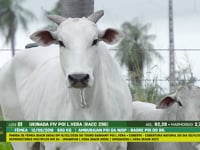 Lote 01
