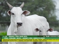 Lote 23