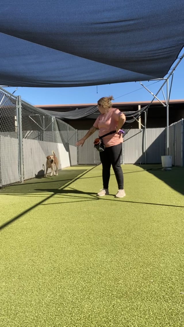 Enlarge Beethoven, a Adoptable Hound in Lago Vista, TX video 6/6