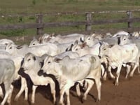Lote 37