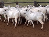 Lote 51