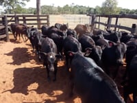 Lote 48