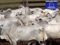 Lote 53