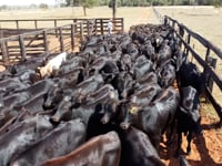 Lote 47