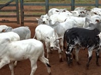 Lote 61