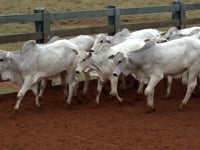 Lote 62