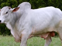 Lote 133