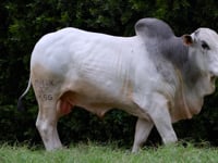Lote 134