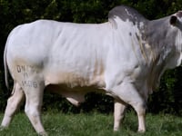Lote 141