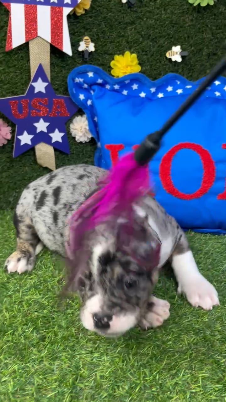Female American Bully puppy named Athena for sale at Puppy Dreams - Carrollton. video thumbnail