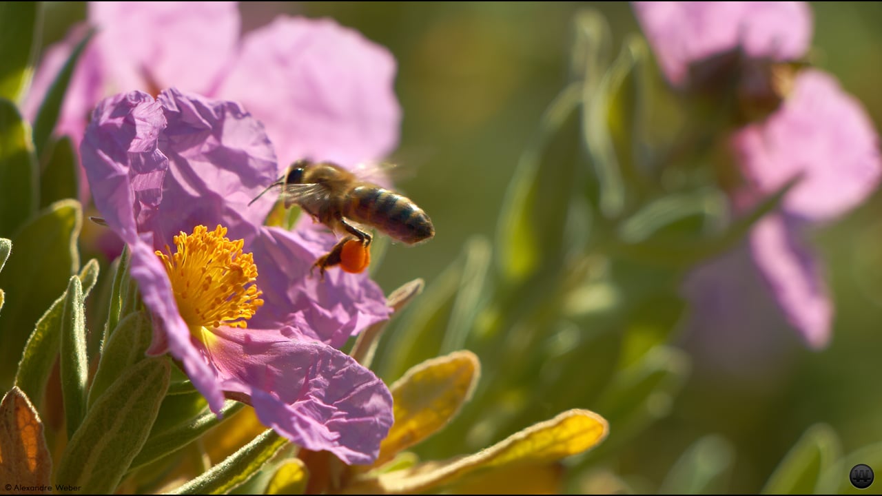 L'Abeille et le Ciste.