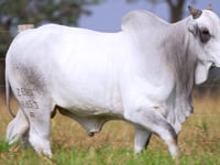 Lote 75
