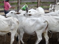 Lote 03