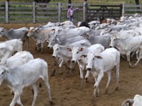 Lote 09