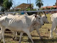 Lote 22P