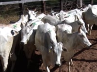 Lote C08A