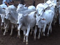 Lote C06