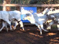 Lote C06A
