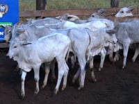 Lote C07A
