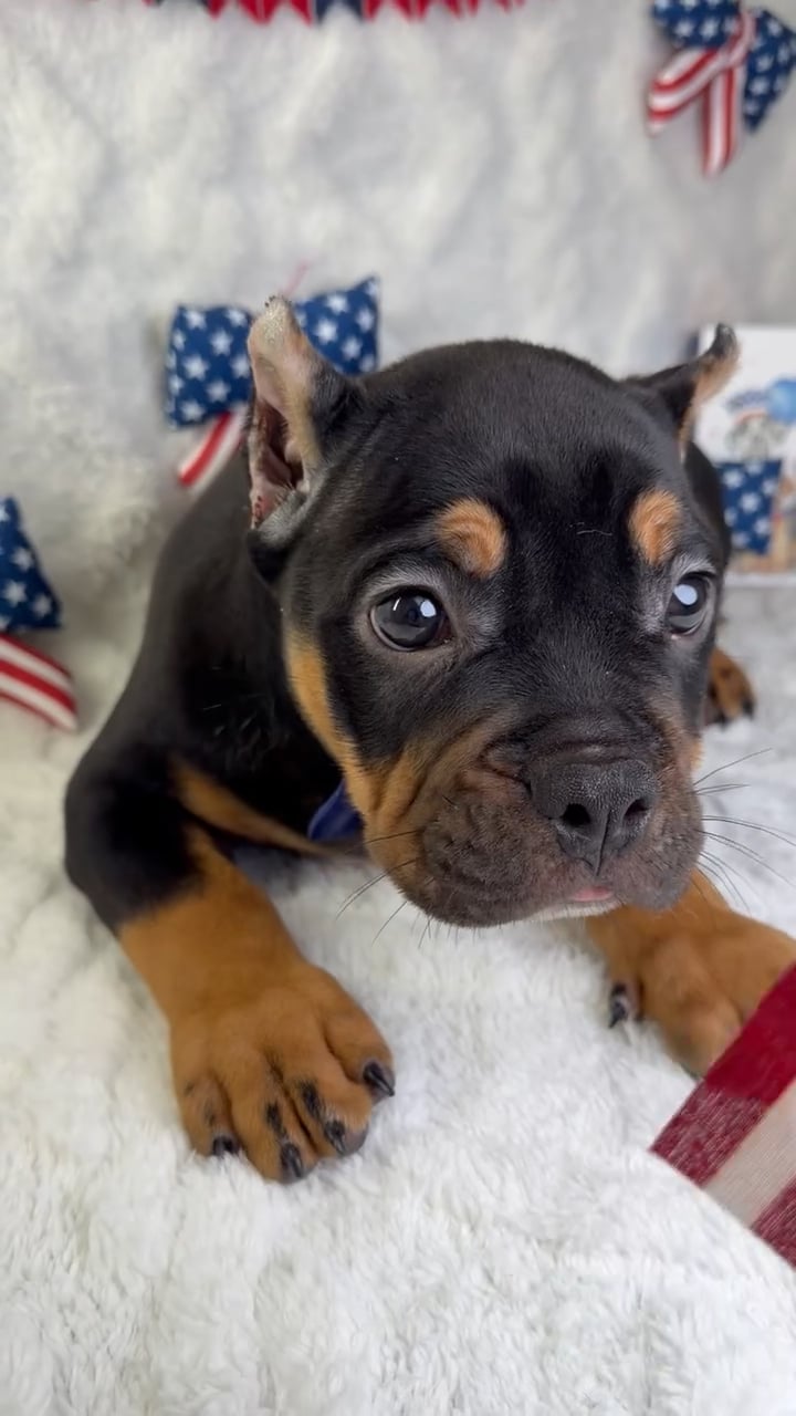 Male American Bully puppy named Legend for sale at Puppy Dreams - Garland. video thumbnail