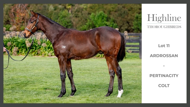Lot 11