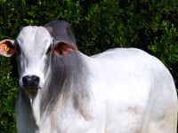 Lote 146