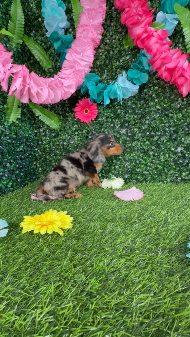 Male Dachshund puppy named Dylan for sale at Puppy Dreams - Denton. video thumbnail