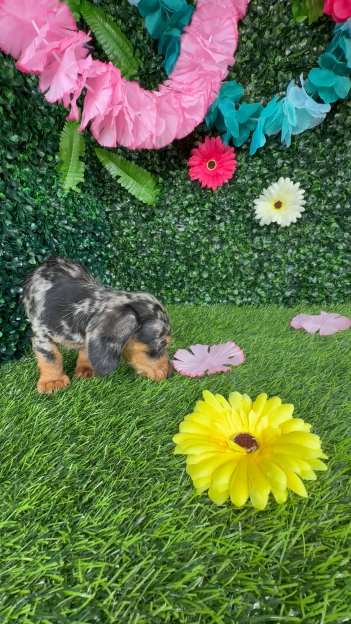 Female Dachshund puppy named Sandra Oh for sale at Puppy Dreams - Denton. video thumbnail