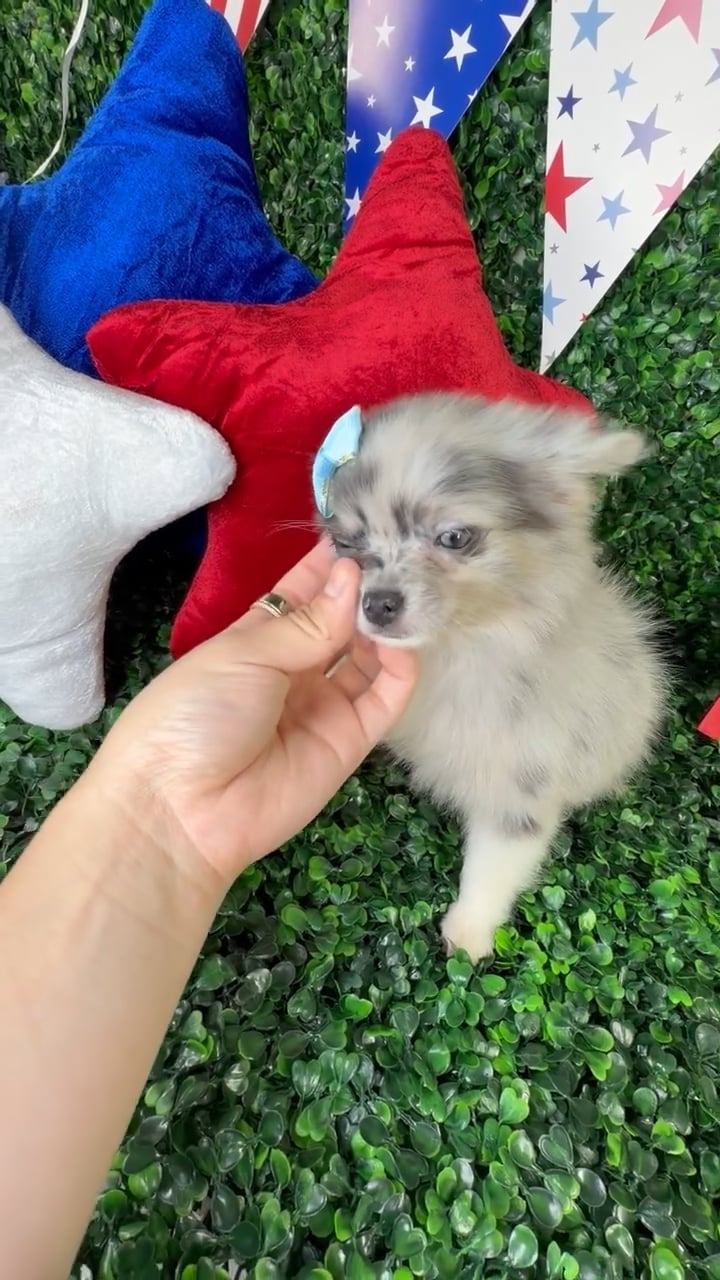 Female Pomchi puppy named Bonnie for sale at Puppy Dreams - North Richland Hills. video thumbnail