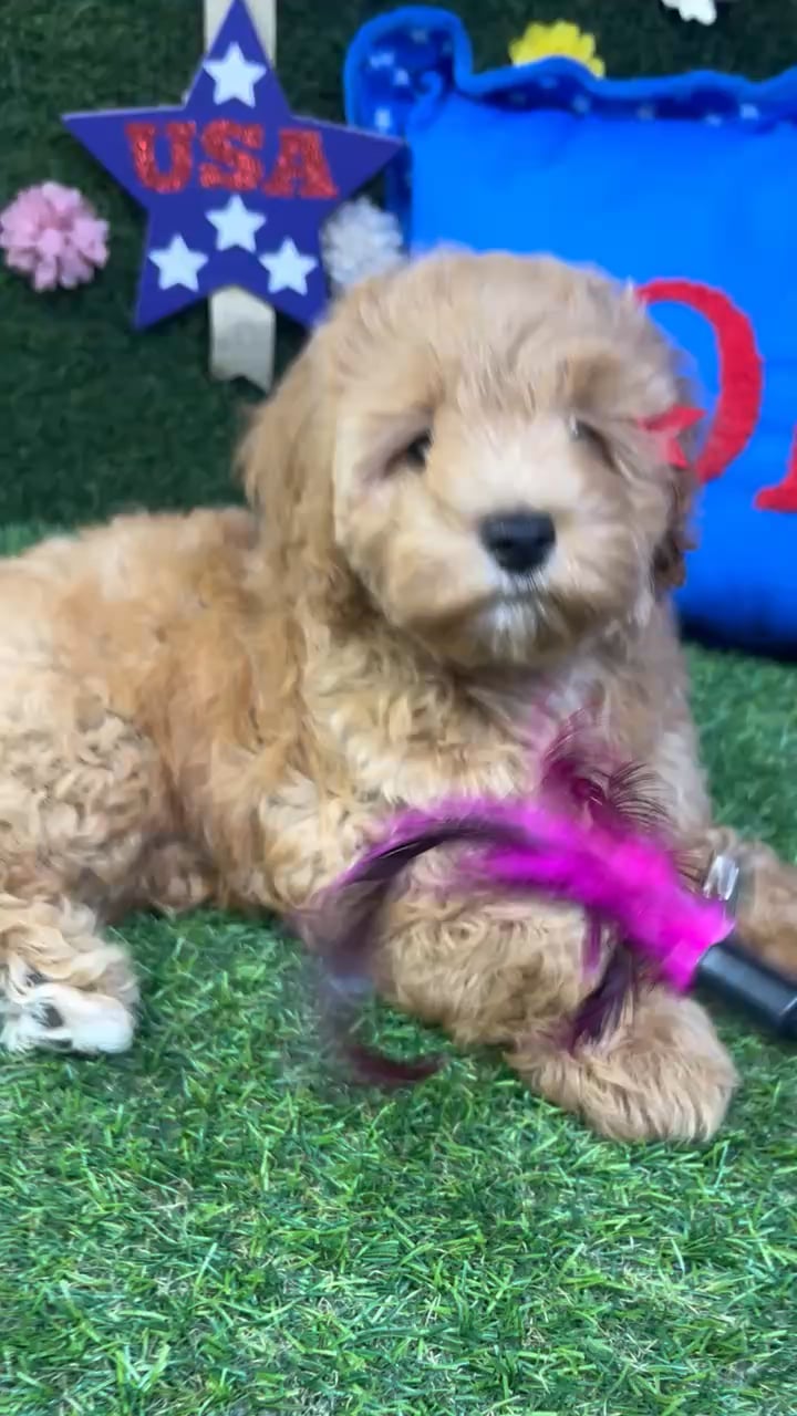 Female Cockapoo puppy named Rosie for sale at Puppy Dreams - Carrollton. video thumbnail
