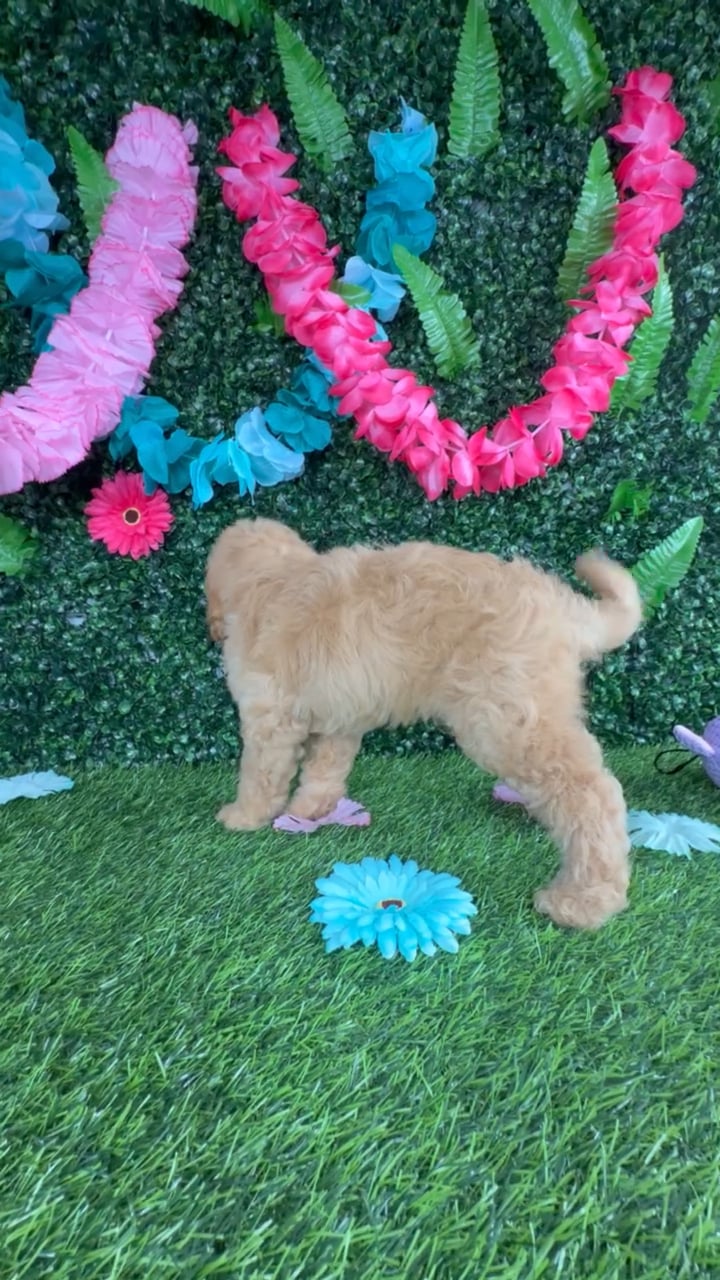 Male Mini Goldendoodle puppy named Denzel for sale at Puppy Dreams - Denton. video thumbnail