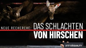 Neue Recherche: Das Schlachten von Hirschen