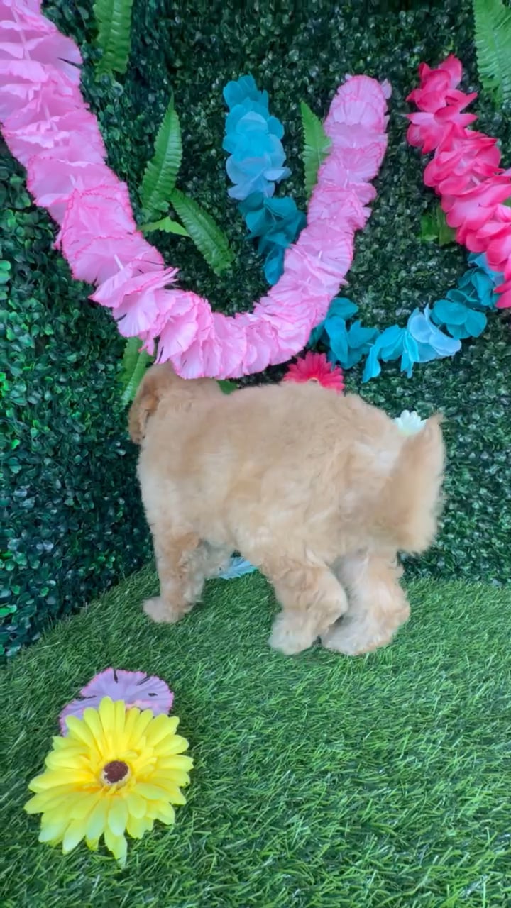 Male Mini Goldendoodle puppy named Michael B for sale at Puppy Dreams - Denton. video thumbnail