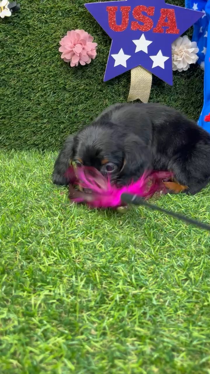Male Dachshund puppy named Tiny for sale at Puppy Dreams - Carrollton. video thumbnail