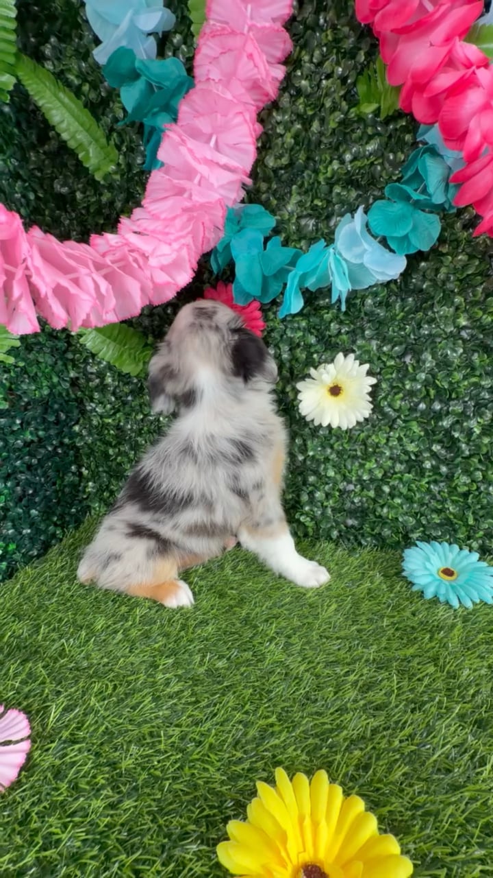 Female Mini Aussie puppy named Salma Hayek for sale at Puppy Dreams - Denton. video thumbnail
