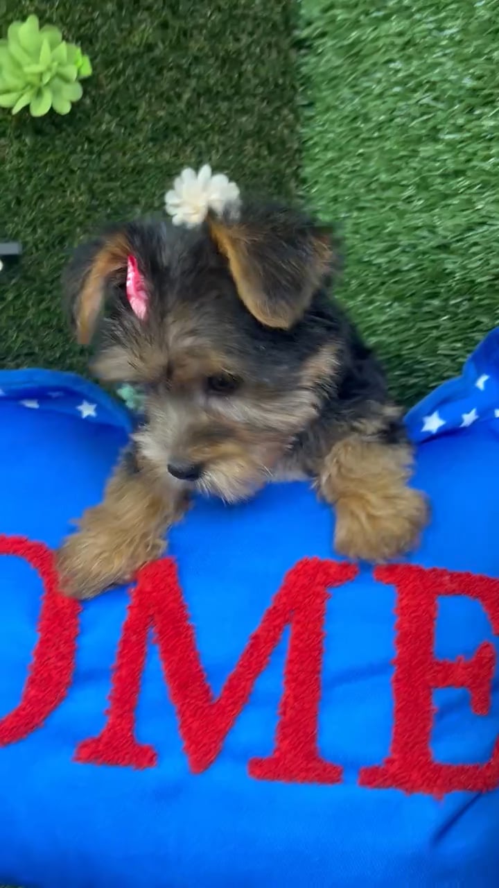 Female Yorkie puppy named Tulip for sale at Puppy Dreams - Carrollton. video thumbnail
