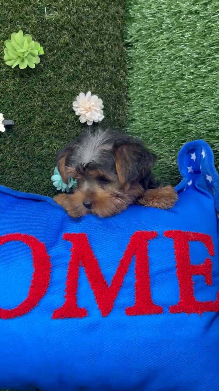 Male Yorkie puppy named Tommy for sale at Puppy Dreams - Carrollton. video thumbnail