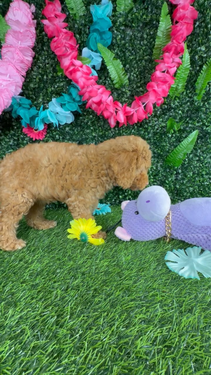Female Cockapoo puppy named Viola Davis for sale at Puppy Dreams - Denton. video thumbnail