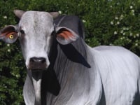 Lote 93